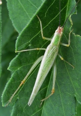 Oecanthus belti