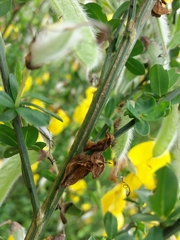 Cytisus grandiflorus