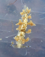 Eubranchus rustyus