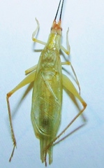Oecanthus belti