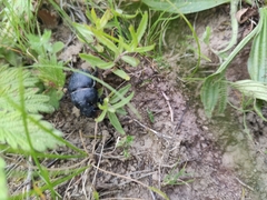 Lethrus apterus