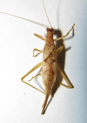 Neoxabea cerrojesusensis