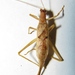 Nicaragua Tree Cricket - Photo (c) Nancy Collins, some rights reserved (CC BY-NC), uploaded by Nancy Collins