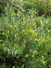 Cytisus grandiflorus