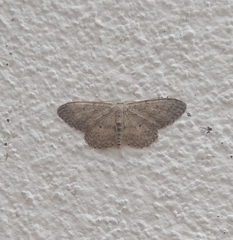 Idaea seriata