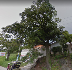 Pseudobombax septenatum