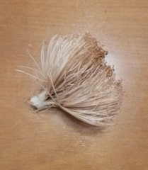 Pseudobombax septenatum