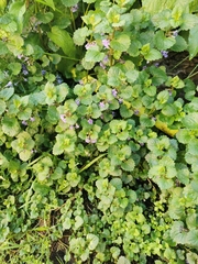 Glechoma hederacea