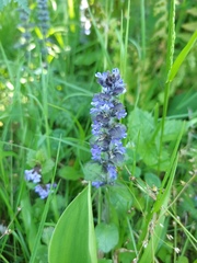 Ajuga reptans