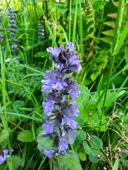 Ajuga reptans