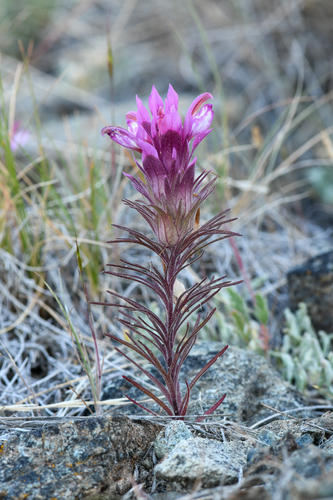 shasta orthocarpus (Orthocarpus pachystachyus)