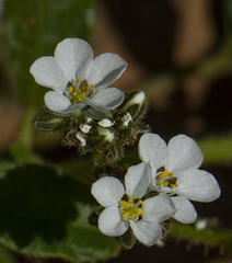 Limeum myosotis