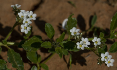 Limeum myosotis