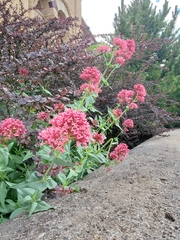Centranthus ruber