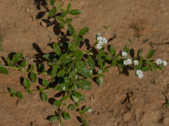 Limeum myosotis