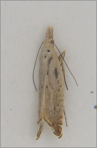 Glyphipterix achlyoessa Meyrick, 1880
