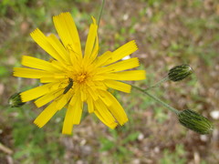 Hieracium maculatum
