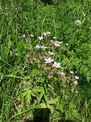 Geranium sylvaticum