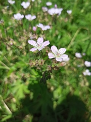 Geranium sylvaticum