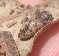 Acmaeodera pilosellae