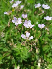 Geranium sylvaticum