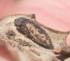 Acmaeodera pilosellae