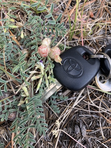 Astragalus lentiginosus var. kernensis