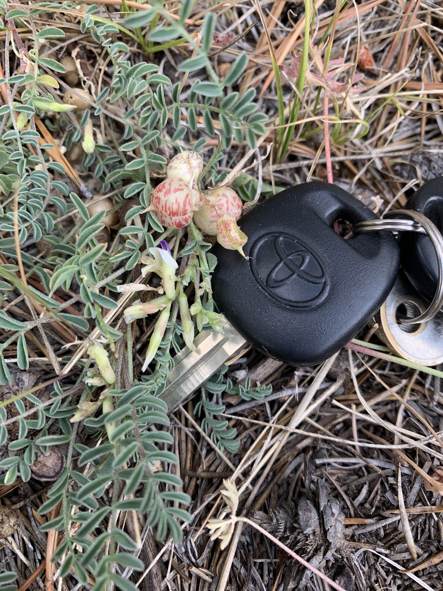 Astragalus lentiginosus var. kernensis