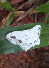 Scopula pulchellata agg