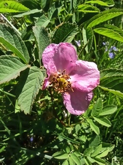 Rosa majalis