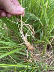 Arrhenatherum elatius bulbosum