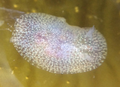 Corambe pacifica