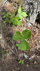 Trillium cernuum