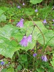 Soldanella montana