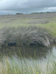 Juncus roemerianus