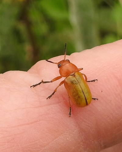 Anomoea flavokansiensis Moldenke, 1970