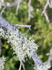 Ramalina stenospora