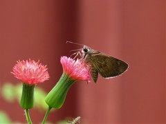 Callimormus saturnus