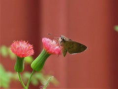 Callimormus saturnus