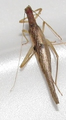 Neoxabea cerrojesusensis