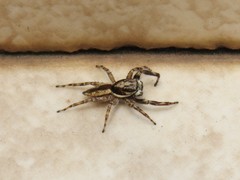 Menemerus bivittatus