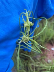 Asclepias engelmanniana