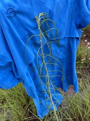 Asclepias engelmanniana