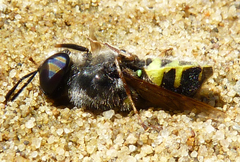 Stratiomys barbata