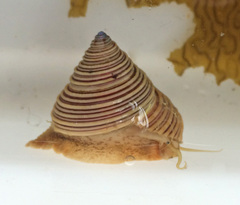 Calliostoma canaliculatum