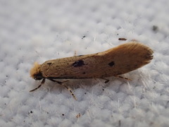 Tinea trinotella