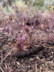 Cordylanthus eremicus kernensis