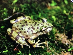 Heleophryne purcelli