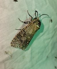 Prionoxystus macmurtrei