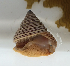 Calliostoma canaliculatum